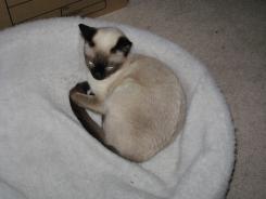 more kittens